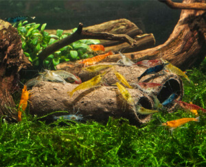 GlasGarten Crispy Caves :: edible caves for ornamental shrimp