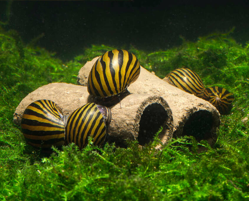 GlasGarten Crispy Caves :: edible caves for aquatic snails