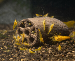 GlasGarten Crispy Caves :: edible caves for baby shrimp
