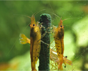 GlasGarten Shrimp Lollies :: Golden Tiger Shrimp