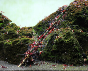 GlasGarten Shrimp Lollies :: Cardinal Shrimp