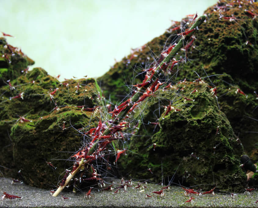 GlasGarten Shrimp Lollies :: Cardinal Shrimp
